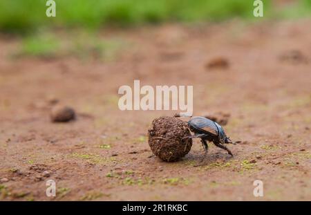 Dung beetle rolling a ball of dung. Alor Mountains, Extremadura, Spain.