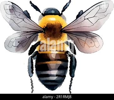 Colorful bee watercolor in beautiful style. Hand drawn vector illustration. Garden nature. Vector collection. Stock Vector