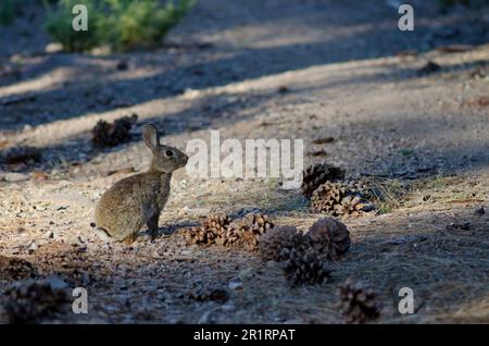 European rabbit Oryctolagus cuniculus. Integral Natural Reserve of ...