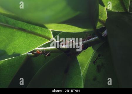 Red ant swarms walk on green branches and leaves that are covered from sunlight Stock Photo