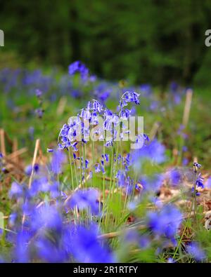 Bluebells growing on the forest floor in ancient woodland in Cheltenham UK Stock Photo