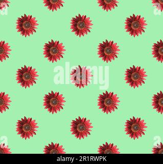 Seamless Pattern of Blossoming Red Sunflowers on Light Green Backdrop Stock Photo