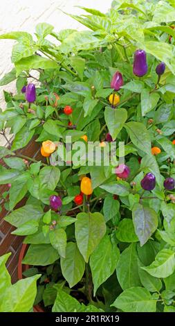 Picture of different colored ripe peppers on the shrub before harvesting Stock Photo