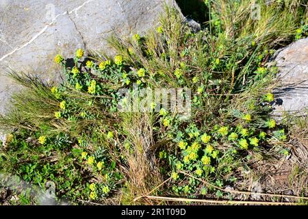 Lechetrezna verrucosa (Euphorbia flavicoma) is a perennial herb native to western Europe. This photo was taken in Garraf, Barcelona, Catalonia, Spain.