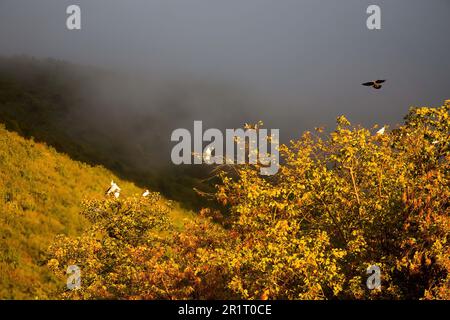 Birds before a storm Stock Photo