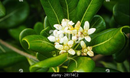 A close-up of a small cluster of white flowers. Australian laurel, Pittosporum tobira. Stock Photo