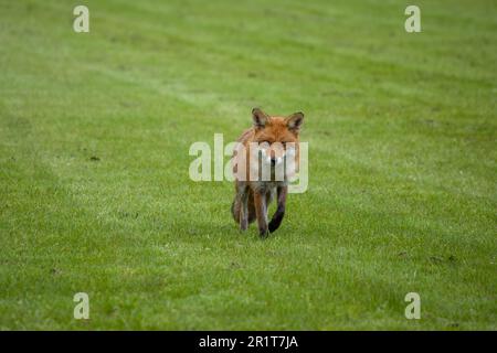 portrait of a pretty red fox Stock Photo