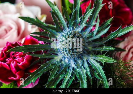 Close up on eryngium planum plant flower in bouquet Stock Photo