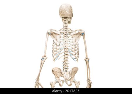 Vertebral or spinal column or backbone back view 3D rendering illustration isolated on white with copy space. Human skeleton and spine anatomy, medica Stock Photo