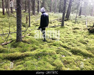 A man in a black jacket walks through a swamp overgrown with green moss and grass among the trees in the forest. Stock Photo