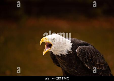 A close-up photograph of a majestic bald eagle, with its beak open Stock Photo