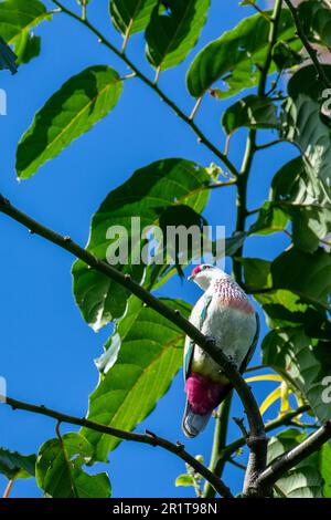 Fiji, island of Taveuni, town of Somosomo, Bobby's Farm. Male, Many-colored fruit dove (Ptilinopus perousii) aka manuma. Stock Photo