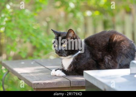 A black and white cat resting on the garden table. Stock Photo