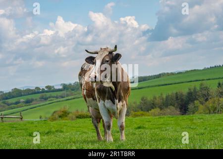 Cow Standing in a Green Field Looking at Camera Stock Photo - Alamy