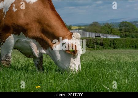 beef cow grazing a grass field Stock Photo - Alamy