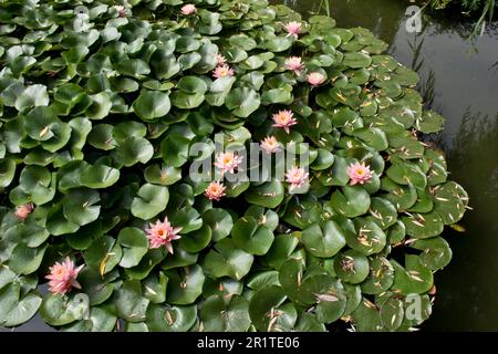 Asian waterlily with green leaves floating on a pond blooms into elegant pink flowers in the Spring Stock Photo