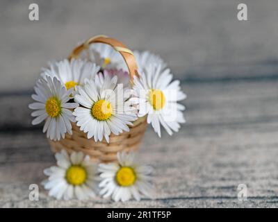 Daisies in a basket in a closeup Stock Photo