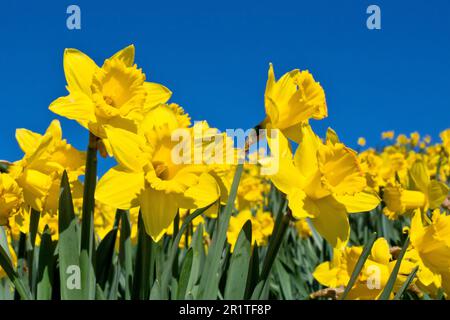 Daffodils (narcissus), close up from a low viewpoint of a field of bright yellow flowers against a clear blue spring sky. Stock Photo