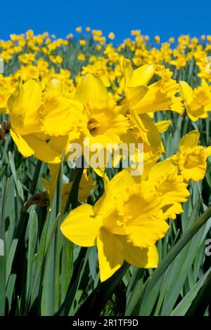 Daffodils (narcissus), close up from a low viewpoint of a field of bright yellow flowers against a clear blue spring sky. Stock Photo