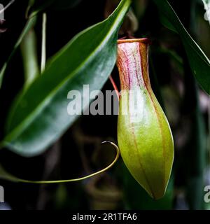 A close-up of a pitcher plant hanging from a tree branch Stock Photo