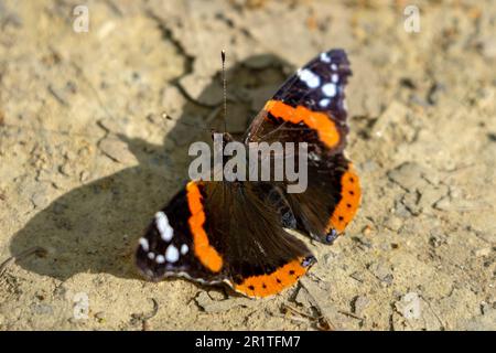 atalanta butterfly with shadow on a sunny dry day . Stock Photo