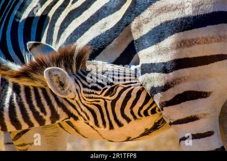 Suckling Zebra Calf, Kruger National Park (South Africa) Stock Photo