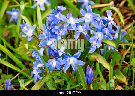 Spring Squill (scilla verna, possibly scilla forbesii), close up of a cluster of the bright blue spring flowers, most likely a garden escapee. Stock Photo