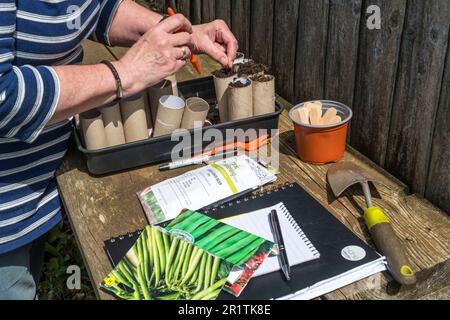 Woman sowing seeds of climbing French bean 'Cobra', Phaseolus vulgaris, into old cardboard toilet rolls ready to go in greenhouse. Stock Photo