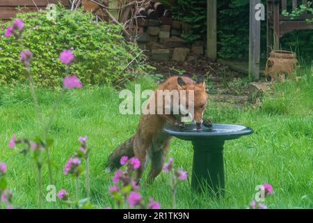 Urban fox (Vulpes vulpes, red fox) drinking water from a bird bath in a garden, England, UK. Garden wildlife Stock Photo