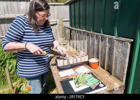 Woman sowing seeds into old cardboard toilet rolls ready to go in greenhouse. Stock Photo