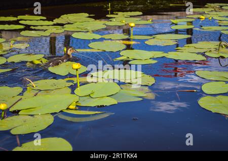 The little duckling nestling swims running along the water along green beautiful water lilies with green leaves on the banks of the river, the lake in Stock Photo