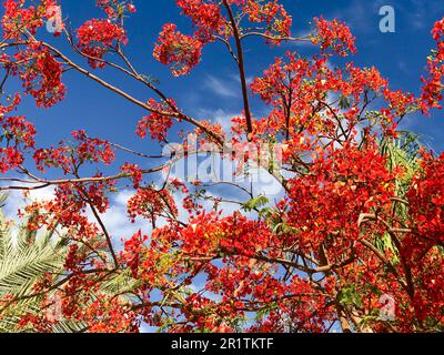 Texture of the firewood delonix with red beautiful natural leaves with petals of flowers, branches of a tropical exotic plant in Egypt against a blue Stock Photo