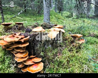 Different woody delicious mushrooms on the tree trunk of a log covered with natural green moss and grass with leaves in the forest. Stock Photo