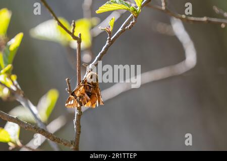 Male Kentish Glory, Endromis versicolora. Springtime. Stock Photo