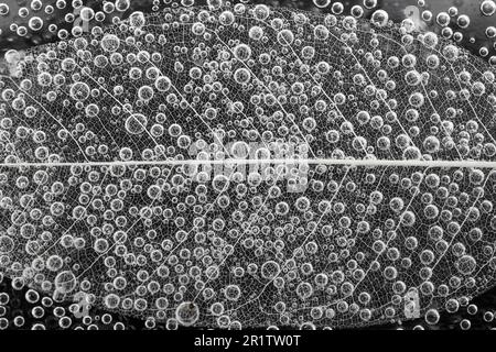 efervescent bubbles on a leaf skeleton structure on black background, abstract structure Stock Photo