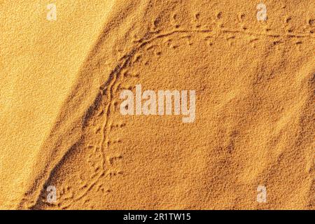 Footprints of a small animal or insect tracks drawing two arcs on the golden red colored sand at the Sahara desert. Close up macro overhead view. Stock Photo