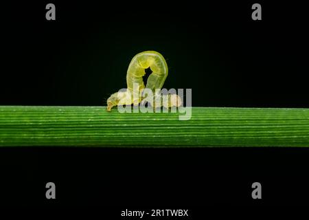 Macro photo of Rice leaf folder caterpillar walking on the rice leaf in the agriculture field. These type caterpillars fold a rice leaf. Stock Photo