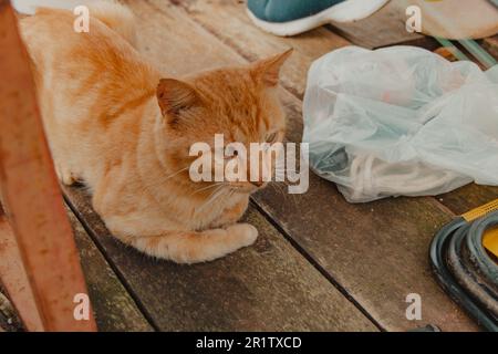 cat lying under the bench Stock Photo