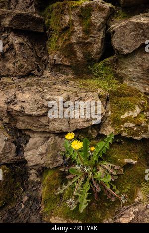 Determination:  close up of colourful wildflower Dandylion growing out of a moss encrusted stone wall in spring. Stock Photo