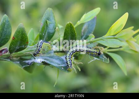 Caterpillars of Box tree moth (Cydalima perspectalis) on Boxwood (Buxus sempervirens). In Europe, it is an alien and invasive pest species. Stock Photo