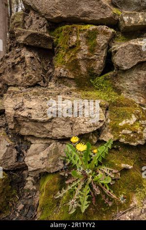 Determination:  close up of colourful wildflower Dandylion growing out of a moss encrusted stone wall in spring. Stock Photo