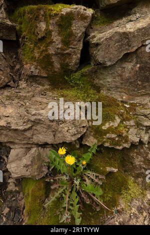 Determination:  close up of colourful wildflower Dandylion growing out of a moss encrusted stone wall in spring. Stock Photo