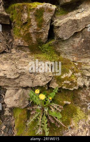 Determination:  close up of colourful wildflower Dandylion growing out of a moss encrusted stone wall in spring. Stock Photo