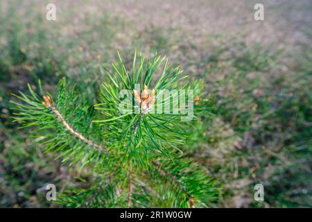 Pine bud on branch of pine, covered yellow pollen, spring season. Blossom fresh young pine buds - healthy drug in alternative medicine. Stock Photo