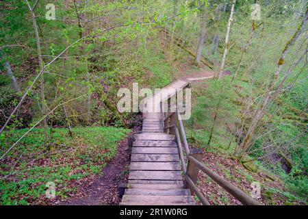 Wooden plank walking paths in the forest. Gauja National Park, Sigulda Stock Photo