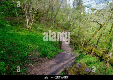 Wooden plank walking paths in the forest. Gauja National Park, Sigulda. Stock Photo