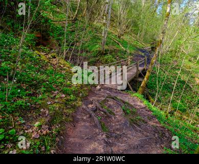 Wooden plank walking paths in the forest. Gauja National Park, Sigulda. Stock Photo