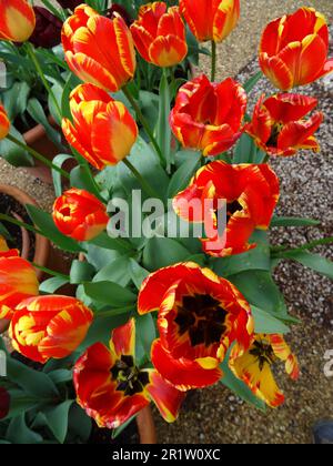 Striking Tulipa Banja Luka, Tulip Banja Luka, glowing in spring sunshine. Natural close up flowering plant portrait Stock Photo