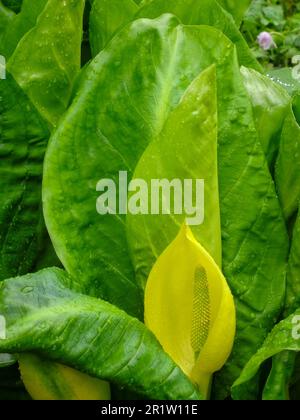 Intriguing Lysichiton Americanus, Yellow, skunk cabbage.Natural close up plant portrait , Stock Photo