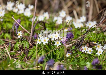 White wild spring flowers grow in a forest. Anemone nemorosa closeup photo with selective soft focus Stock Photo